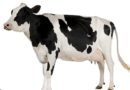 Picture for category Livestock