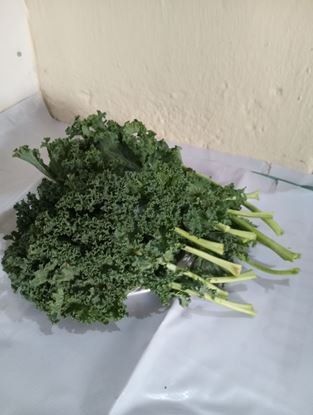 Picture of Kale