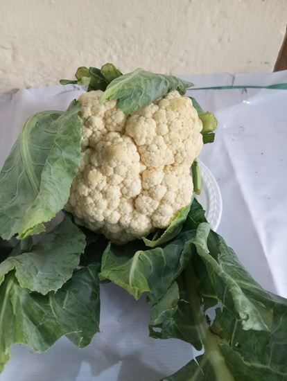 Picture of Cauliflower(KG)