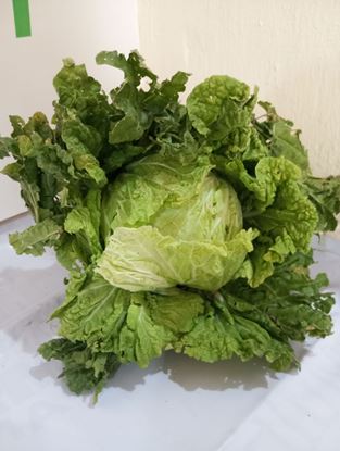 Picture of Chinese Cabbage (Pieces)