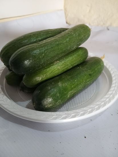 Picture of Cucumber