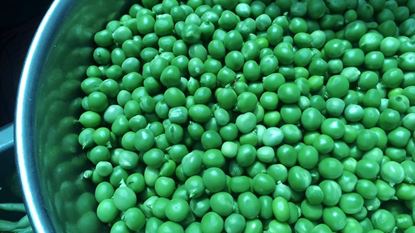 Picture of Peas