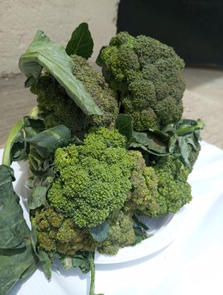 Picture of Broccoli