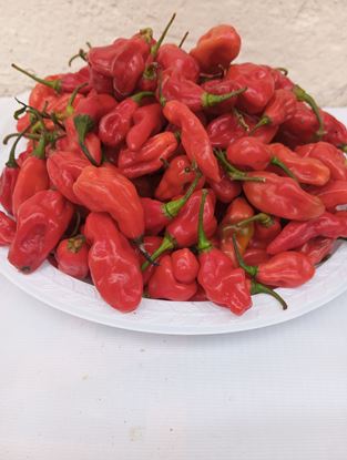 Picture of Scotch pepper (1/2 BSK)